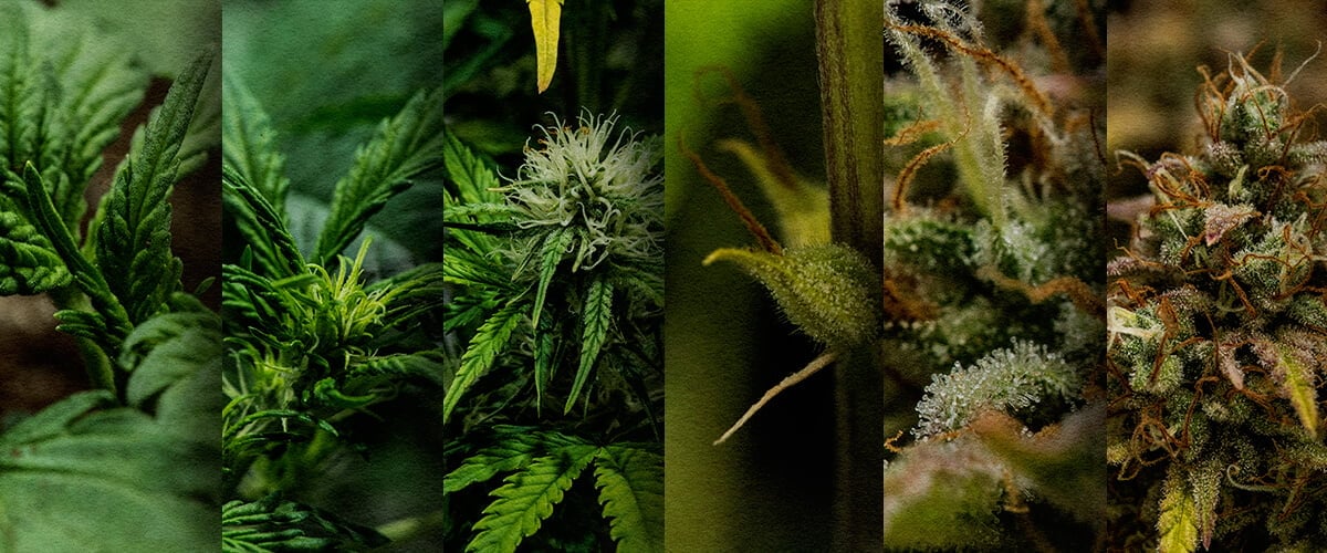 Culture Extérieure d'Autofloraison : Chronologie Semaine par Semaine (Début Mai) Chronologie de la croissance d'une autofloraison en extérieur : Découvrez le développement semaine par semaine d'une autofloraison de cannabis plantée en mai, de la plantule à la récolte. Suivez sa progression visuellement.