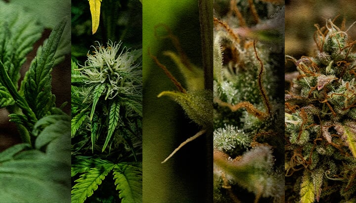 Culture Extérieure d'Autofloraison : Chronologie Semaine par Semaine (Début Mai) Chronologie de la croissance d'une autofloraison en extérieur : Découvrez le développement semaine par semaine d'une autofloraison de cannabis plantée en mai, de la plantule à la récolte. Suivez sa progression visuellement.