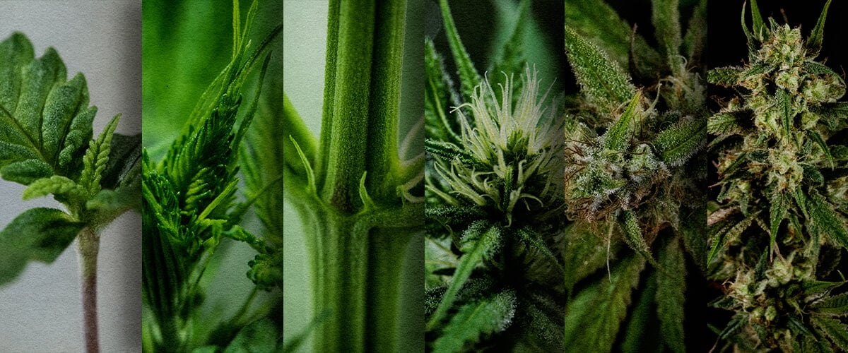 Culture Extérieure de Photopériode : Chronologie Semaine par Semaine (Début Mai) Chronologie de la croissance d'une photopériode en extérieur : Découvrez le développement semaine par semaine d'une photopériode de cannabis plantée en mai, de la plantule à la pré-floraison. Suivez sa progression visuellement.