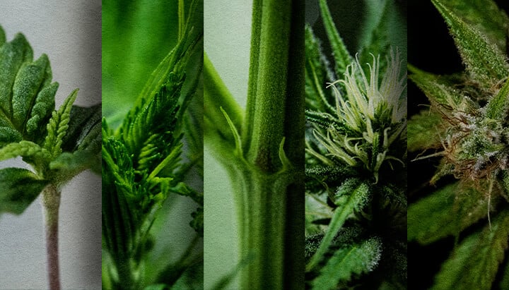 Culture Extérieure de Photopériode : Chronologie Semaine par Semaine (Début Mai) Chronologie de la croissance d'une photopériode en extérieur : Découvrez le développement semaine par semaine d'une photopériode de cannabis plantée en mai, de la plantule à la pré-floraison. Suivez sa progression visuellement.