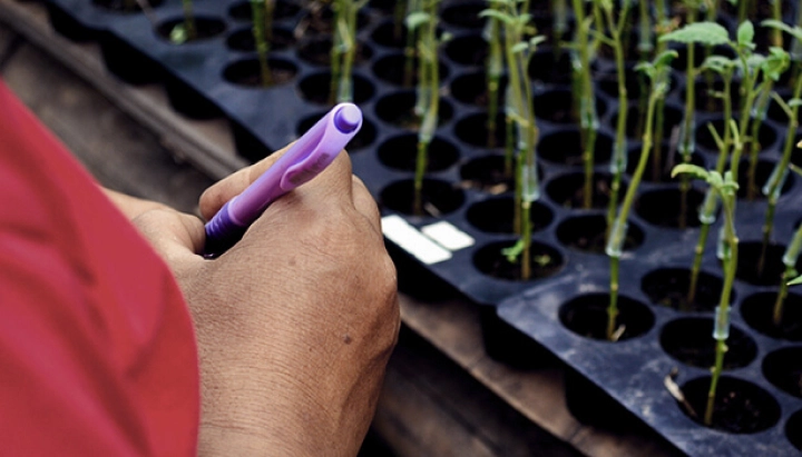 Découvrez le greffage du cannabis : ce que c'est, ses avantages pour les cultivateurs et comment fonctionne cette technique de propagation étape par étape. Explorez les méthodes de greffage du cannabis.