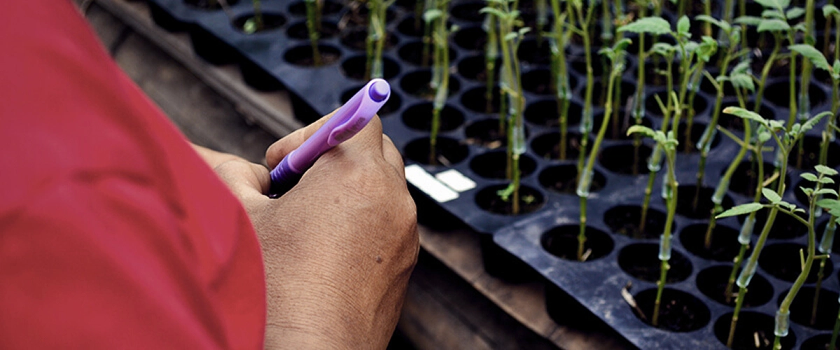 Découvrez le greffage du cannabis : ce que c'est, ses avantages pour les cultivateurs et comment fonctionne cette technique de propagation étape par étape. Explorez les méthodes de greffage du cannabis.