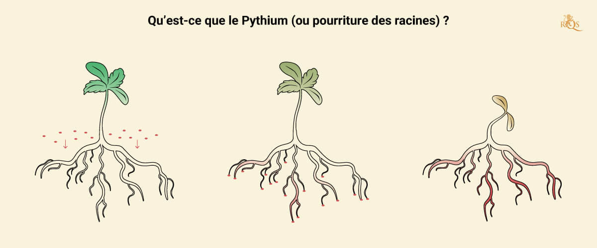 What is Pythium