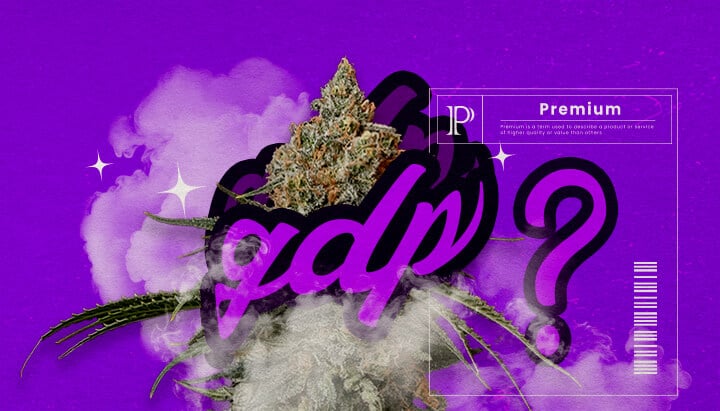 Une illustration des bourgeons de cannabis Granddaddy Purple avec des teintes pourpres profondes et une structure dense, mettant en valeur ses traits hybrides dominants indica et son arôme doux de raisin, sur un fond vert.
