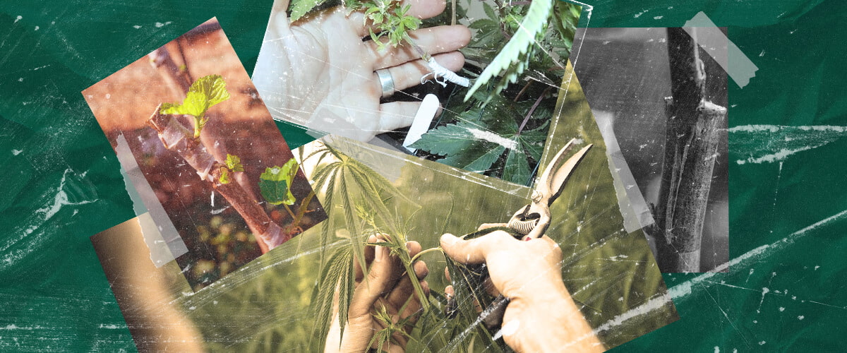 Qu'est-ce que le Greffage du Cannabis ? Comprendre le Processus et les Avantages Découvrez le greffage du cannabis : ce que c'est, ses avantages pour les cultivateurs et comment fonctionne cette technique de propagation étape par étape. Explorez les méthodes de greffage du cannabis.
