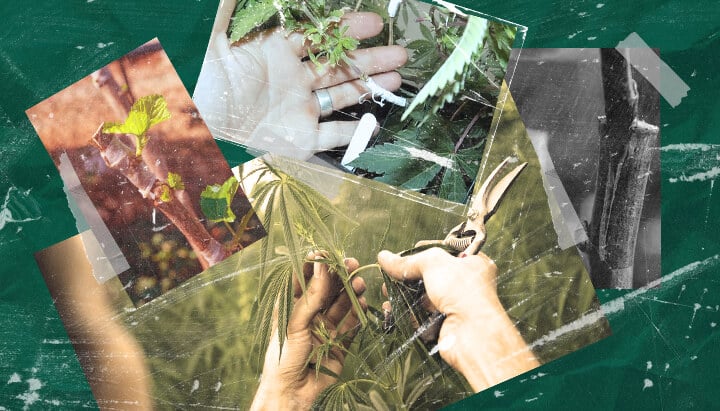 Qu'est-ce que le Greffage du Cannabis ? Comprendre le Processus et les Avantages Découvrez le greffage du cannabis : ce que c'est, ses avantages pour les cultivateurs et comment fonctionne cette technique de propagation étape par étape. Explorez les méthodes de greffage du cannabis.