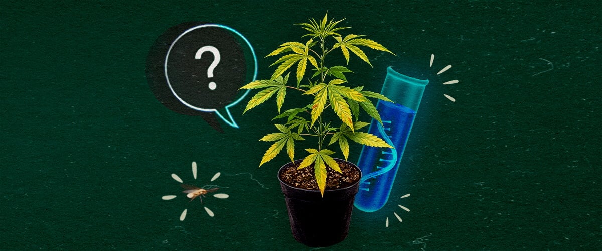 Symptômes de CCYV dans les plantes de cannabis rois plantes de cannabis en pot montrant des symptômes de CCYV avec des feuilles jaunissantes et frisées sur fond vert.
