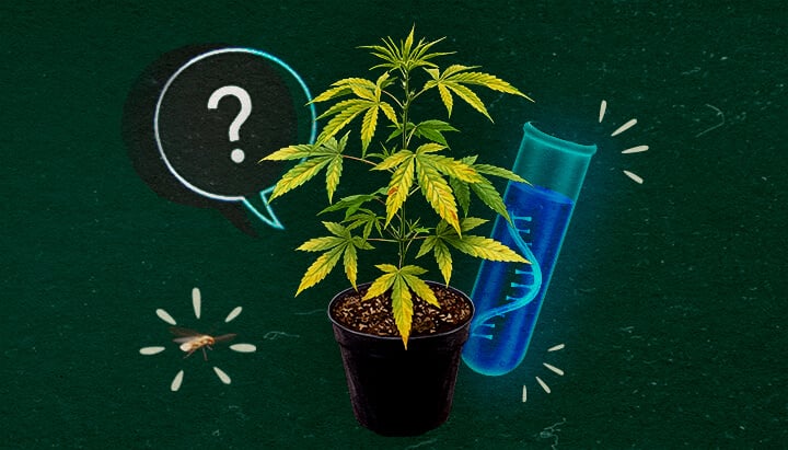 Symptômes de CCYV dans les plantes de cannabis Trois plantes de cannabis en pot montrant des symptômes de CCYV avec des feuilles jaunissantes et frisées sur fond vert.