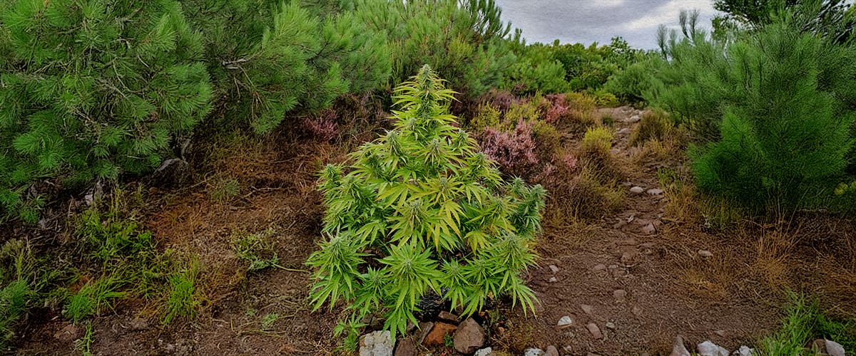 Plante de Cannabis Sauvage en Forêt Naturelle Une plante de cannabis sauvage parmi les arbustes forestiers et un sentier rocailleux, entourée de pins verts et de végétation colorée.