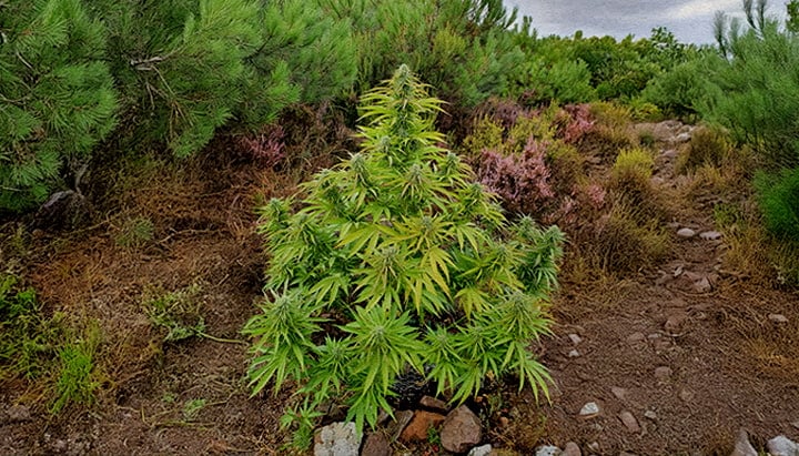 Plante de Cannabis Sauvage en Forêt Naturelle Une plante de cannabis sauvage parmi les arbustes forestiers et un sentier rocailleux, entourée de pins verts et de végétation colorée.