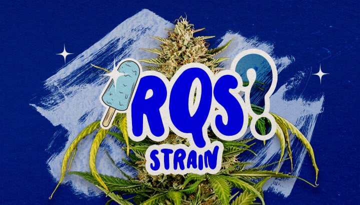 Une illustration d'un bourgeon de cannabis Blue Gelato avec des teintes violettes et des pistils orange, présentant des éléments d'arôme fruité de myrtille et crémeux, sur un fond vert, offrant des informations clés sur la souche Blue Gelato.