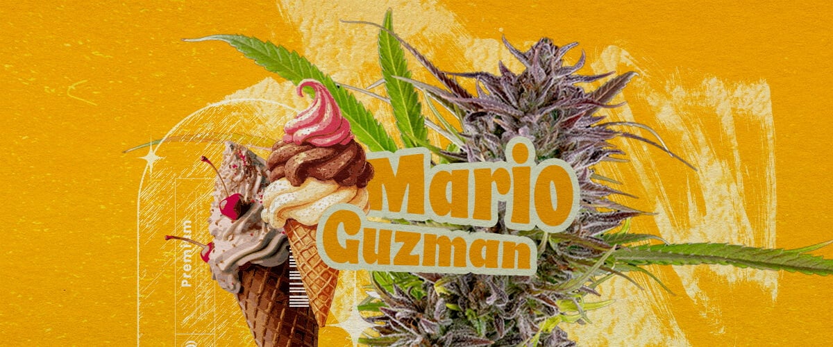 Qu’est-ce que la variété Gelato ? Une illustration mettant en avant un bourgeon de cannabis avec le texte en gras