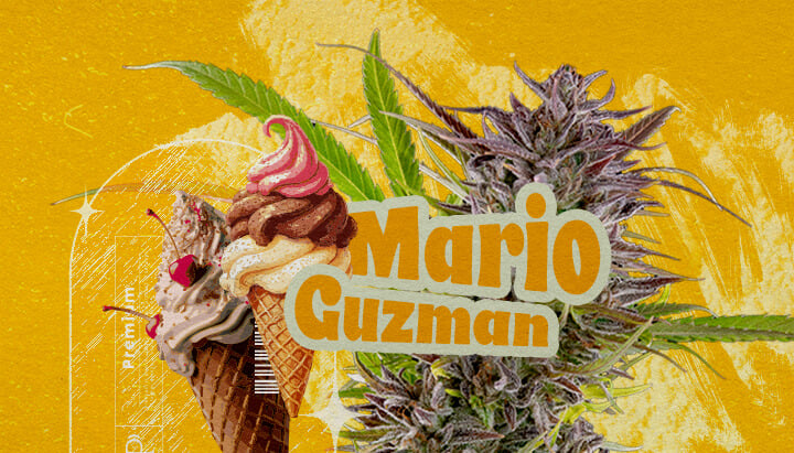 Qu’est-ce que la variété Gelato ? Une illustration mettant en avant un bourgeon de cannabis avec le texte en gras