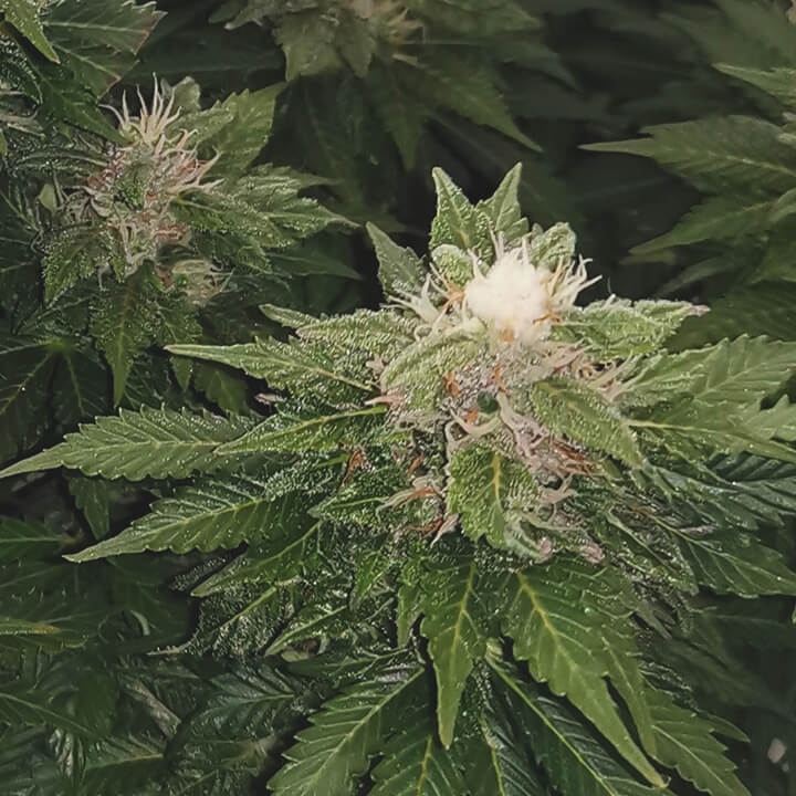 White tips cannabis White tips cannabis