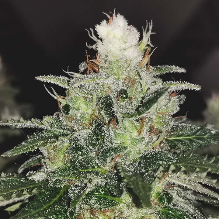 White tips cannabis White tips cannabis