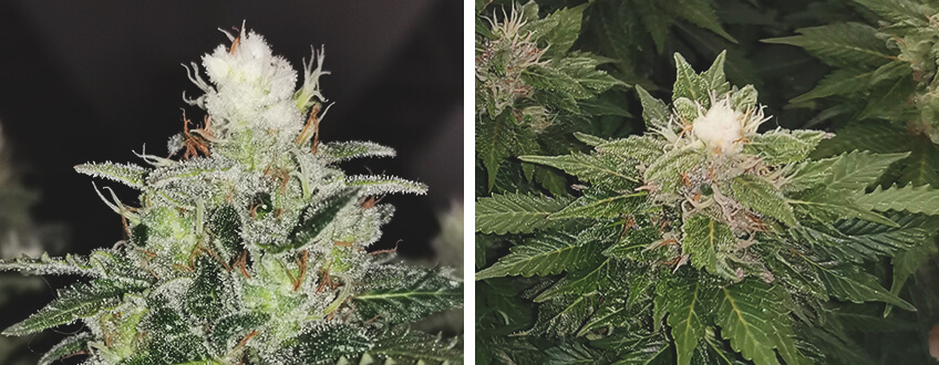 White tips cannabis White tips cannabis