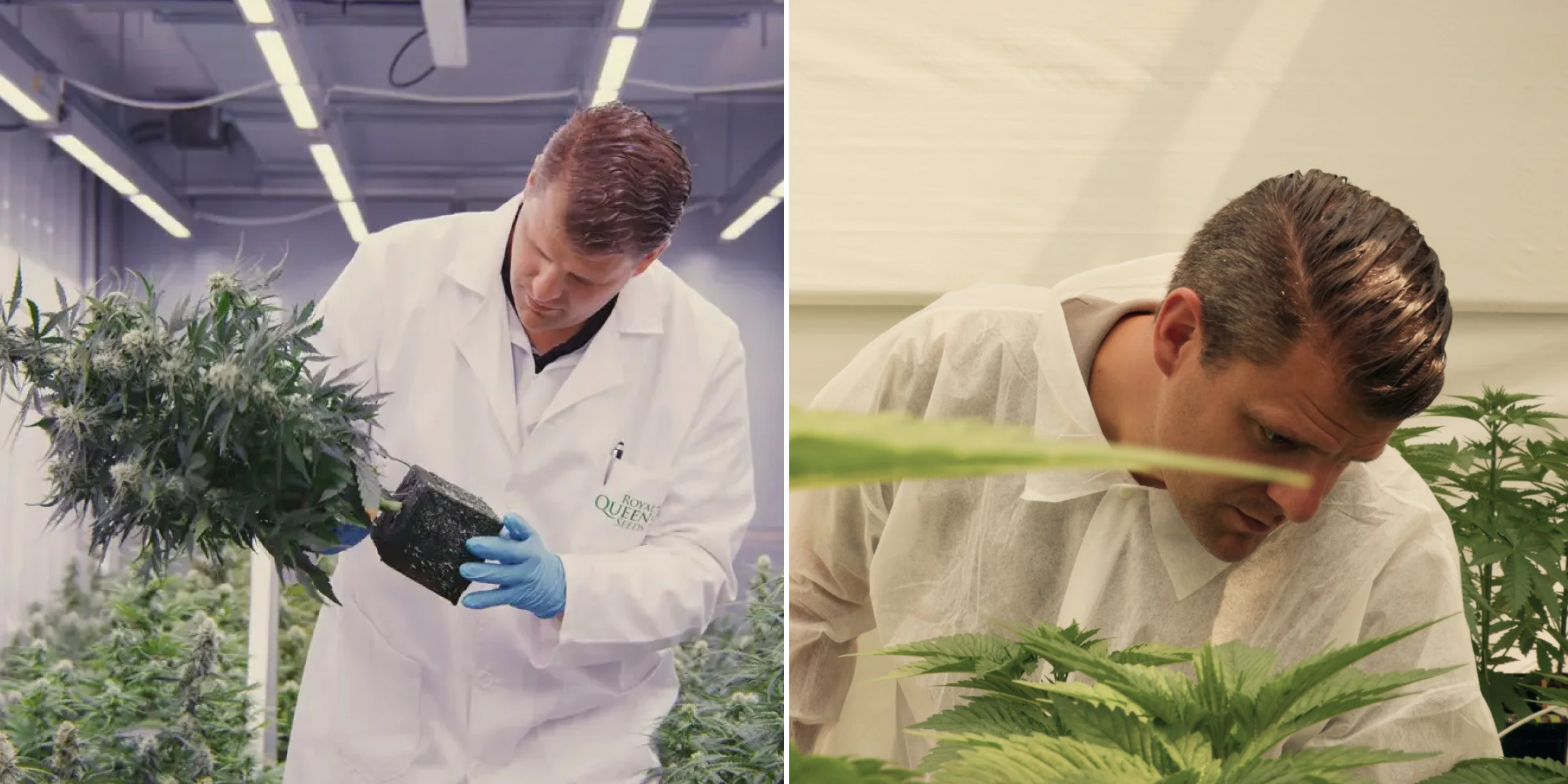 Maikel inspectant des plants de cannabis photopériodiques hybrides F1 dans une serre de recherche contrôlée, montrant une évaluation pratique des plantes, des fleurs matures, un feuillage sain et des conditions d’essai de breeding.