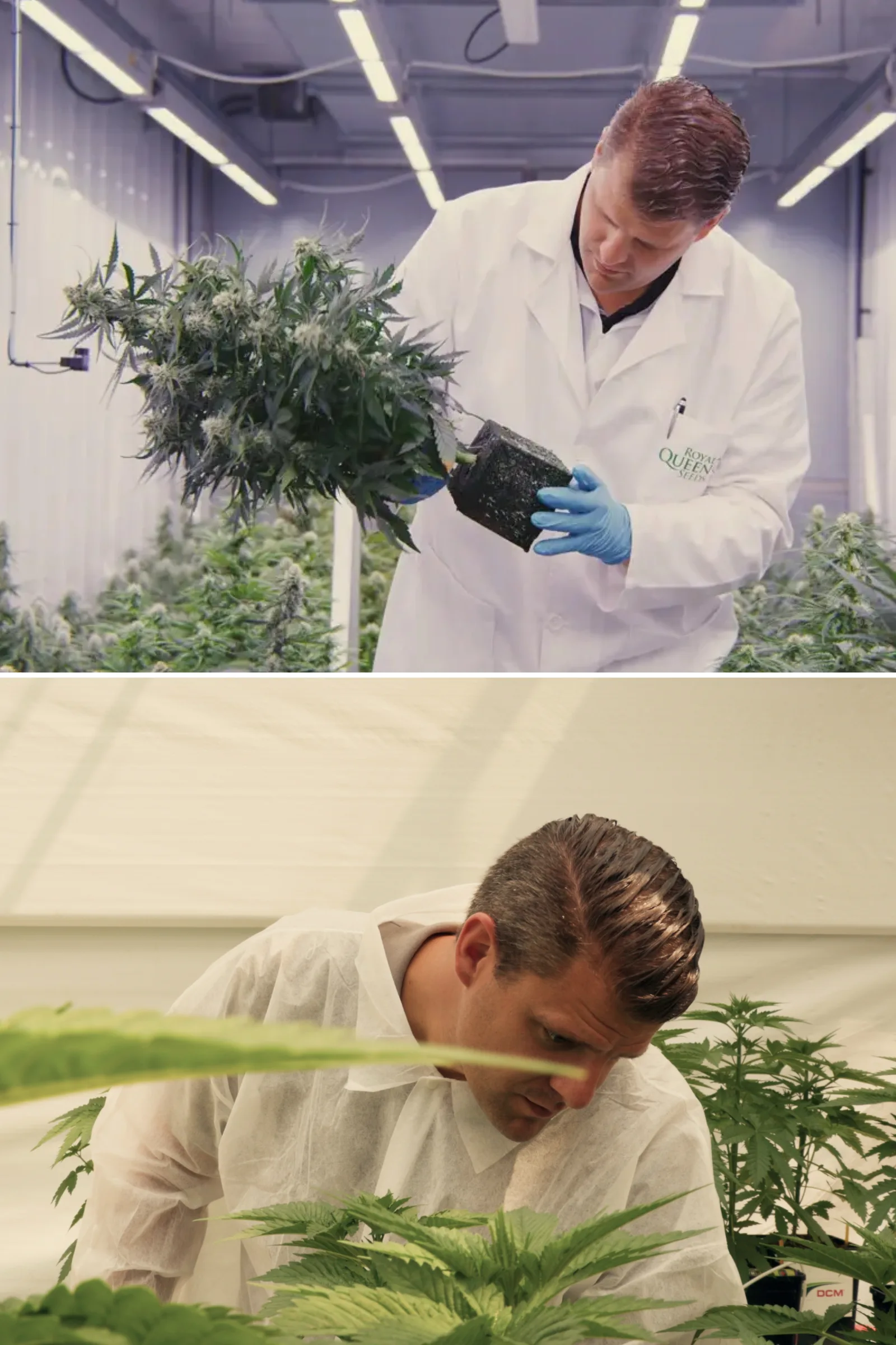 Maikel inspectant des plants de cannabis photopériodiques hybrides F1 dans une serre de recherche contrôlée, montrant une évaluation pratique des plantes, des fleurs matures, un feuillage sain et des conditions d’essai de breeding.