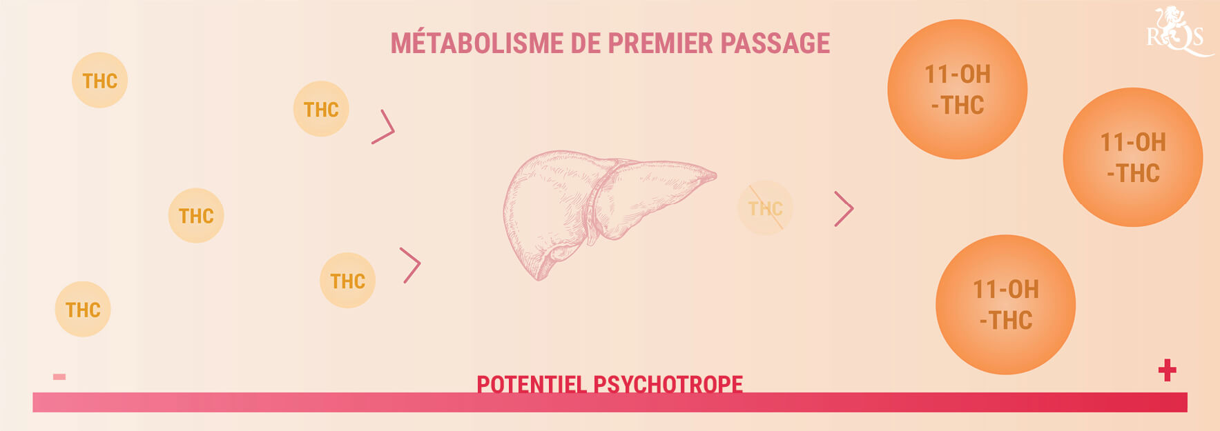 Comment Les Comestibles Au Cannabis Sont Digérés Et Assimilés