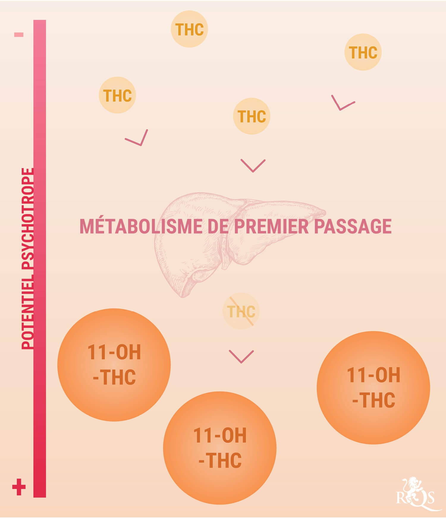 Comment Les Comestibles Au Cannabis Sont Digérés Et Assimilés