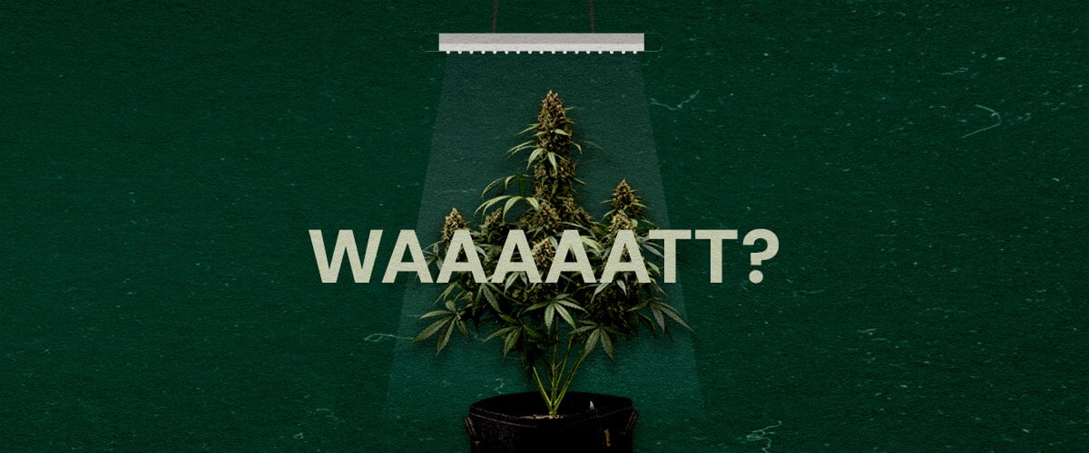 Une illustration d'une plante de cannabis sous une lampe de culture avec le texte 