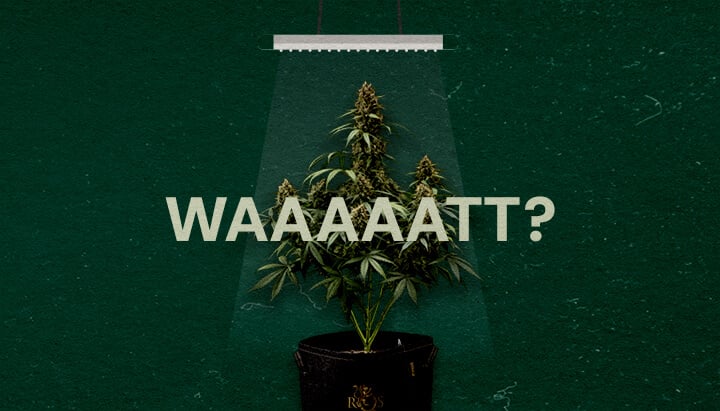 Une illustration d'une plante de cannabis sous une lampe de culture avec le texte 