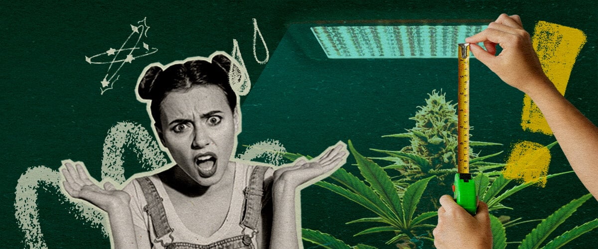 Pourquoi la Distance de la Lampe Compte : Image Configuration Lumière Plante de cannabis avec lampe de culture et mètre, soulignant l'importance de la distance de la lumière pour la santé des plantes sur un fond vert foncé, idéal pour les conseils de culture de cannabis.