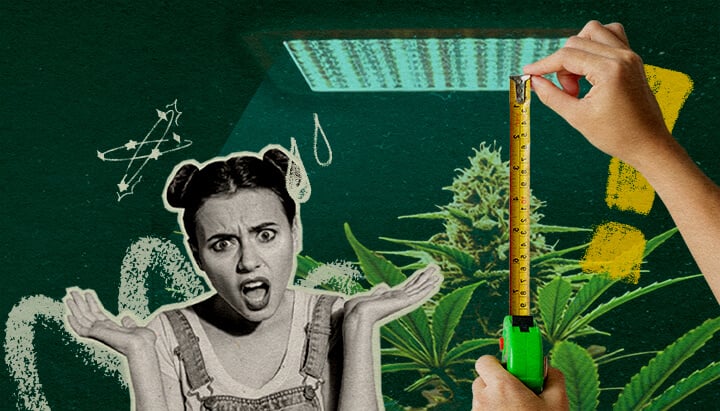 Pourquoi la Distance de la Lampe Compte : Image Configuration Lumière Plante de cannabis avec lampe de culture et mètre, soulignant l'importance de la distance de la lumière pour la santé des plantes sur un fond vert foncé, idéal pour les conseils de culture de cannabis.