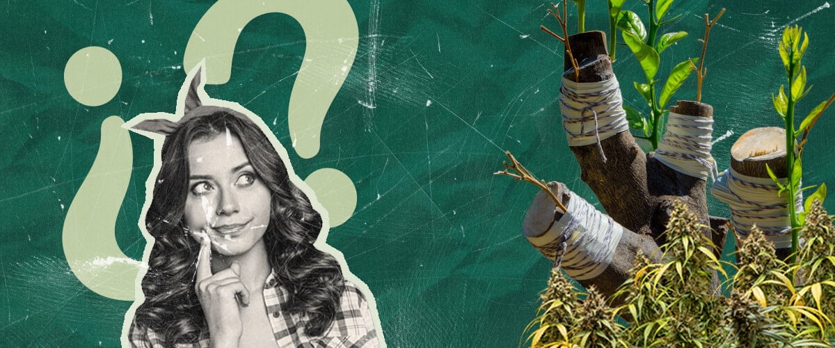 Pourquoi Greffer des Plants de Marijuana ? Exploration des Avantages Découvrez les raisons de greffer des plants de marijuana. Explorez les avantages de cette technique ancestrale pour la culture du cannabis, intéressante pour les chercheurs et les cultivateurs amateurs.