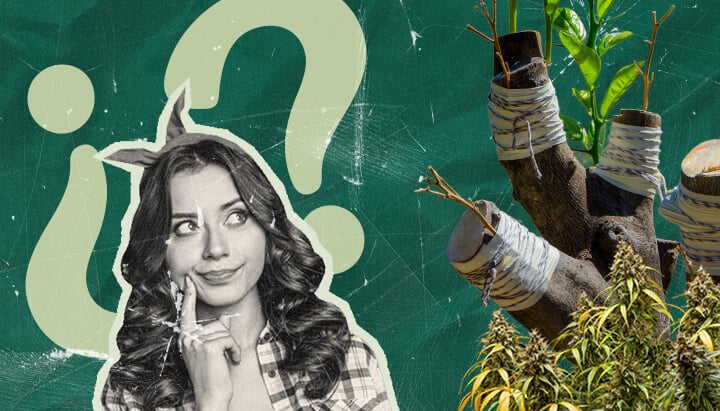 Pourquoi Greffer des Plants de Marijuana ? Exploration des Avantages Découvrez les raisons de greffer des plants de marijuana. Explorez les avantages de cette technique ancestrale pour la culture du cannabis, intéressante pour les chercheurs et les cultivateurs amateurs.