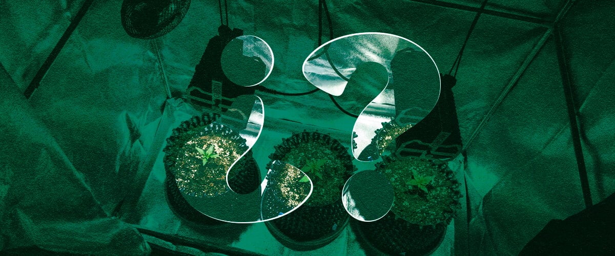Pourquoi Utiliser une Tente de Culture pour le Cannabis ? Avantages des Enceintes de Culture Intérieure Découvrez les avantages d'utiliser une tente de culture pour la culture intérieure de cannabis. Explorez les avantages tels que le contrôle climatique optimisé, l'efficacité lumineuse améliorée, la prévention supérieure des parasites et une intimité accrue pour vos plants de cannabis.