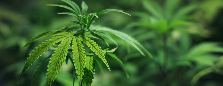 Zinc deficiency cannabis plant