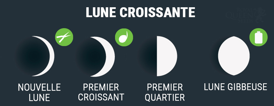 Lune Croissante Lune Croissante