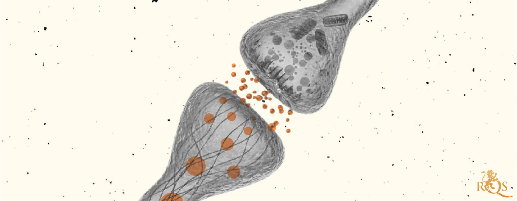 Le système endocannabinoïde Le système endocannabinoïde
