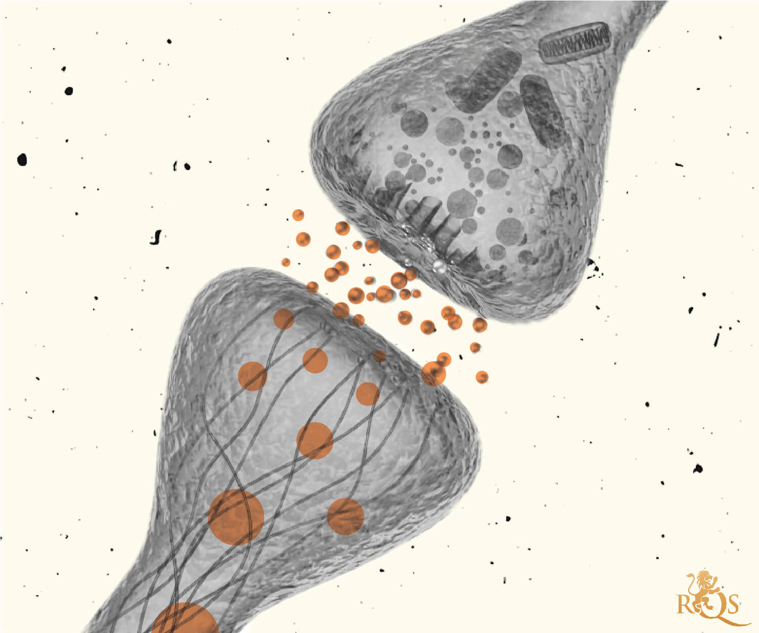 Le système endocannabinoïde Le système endocannabinoïde
