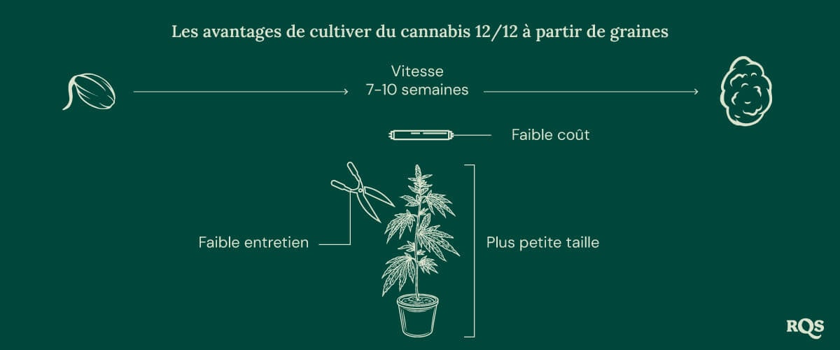 12-12 Cannabis Light Cycle advantages