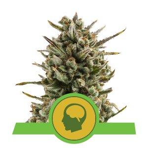 Acheter Amnesia Haze Automatic Acheter Amnesia Haze Automatic