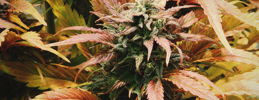 Amnesia Haze Amnesia Haze