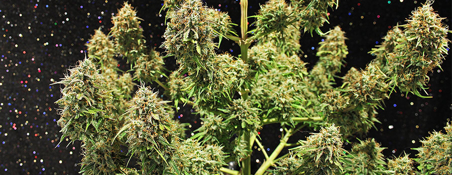 Amnesia Haze Cannabis Pour Climats Chauds Amnesia Haze Cannabis Pour Climats Chauds