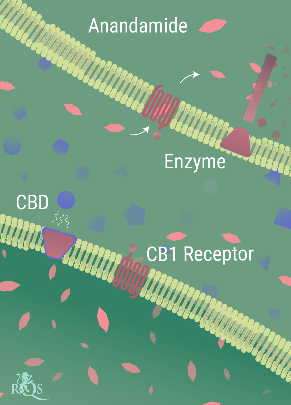Comment le CBD interagit-il avec le corps ? Comment le CBD interagit-il avec le corps ?