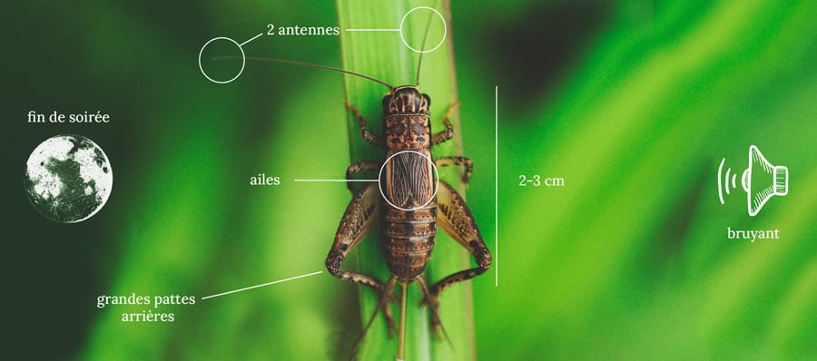 Comment repousser et éloigner les grillons de vos plants de cannabis