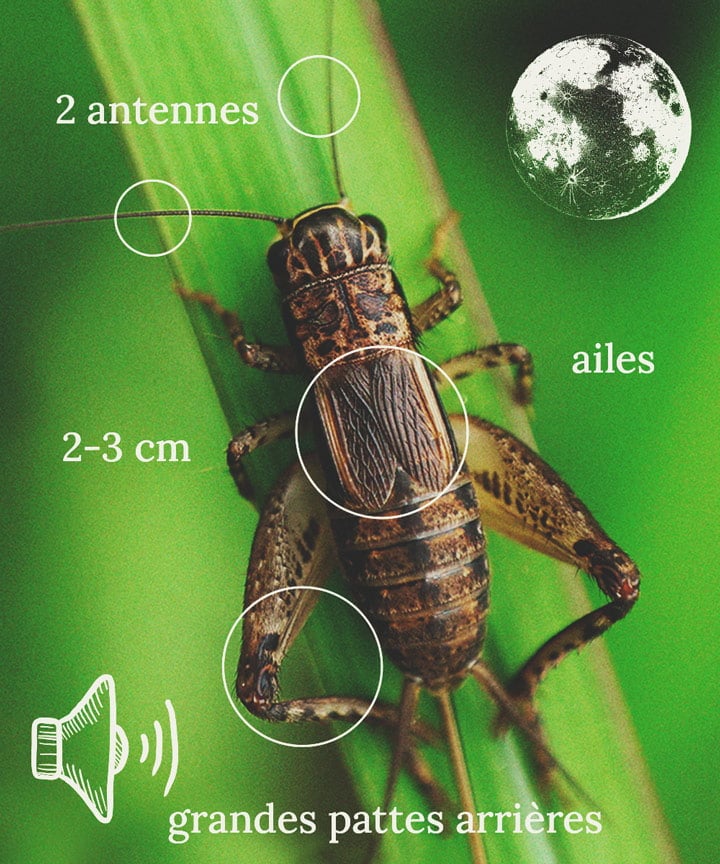 Comment repousser et éloigner les grillons de vos plants de cannabis