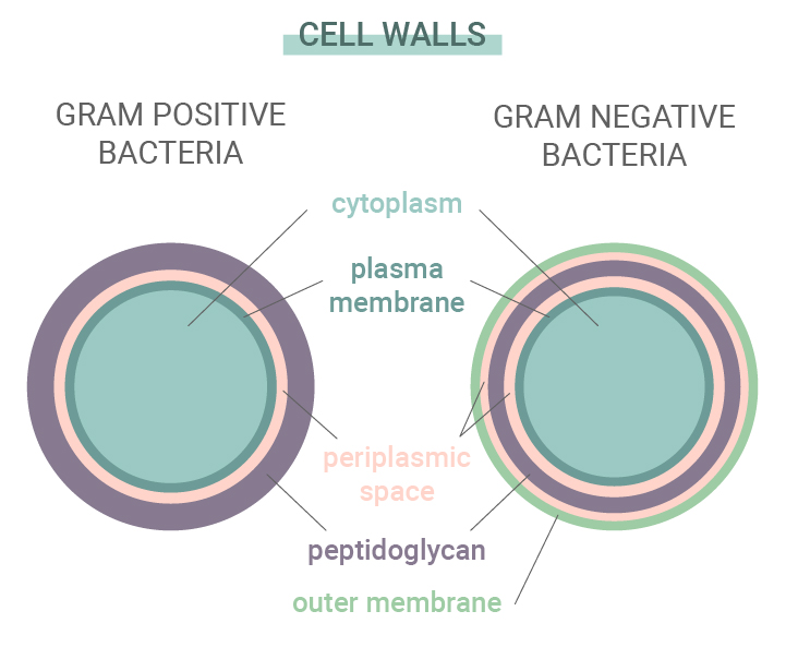 Bactéries Gram positif vs Gram négatif