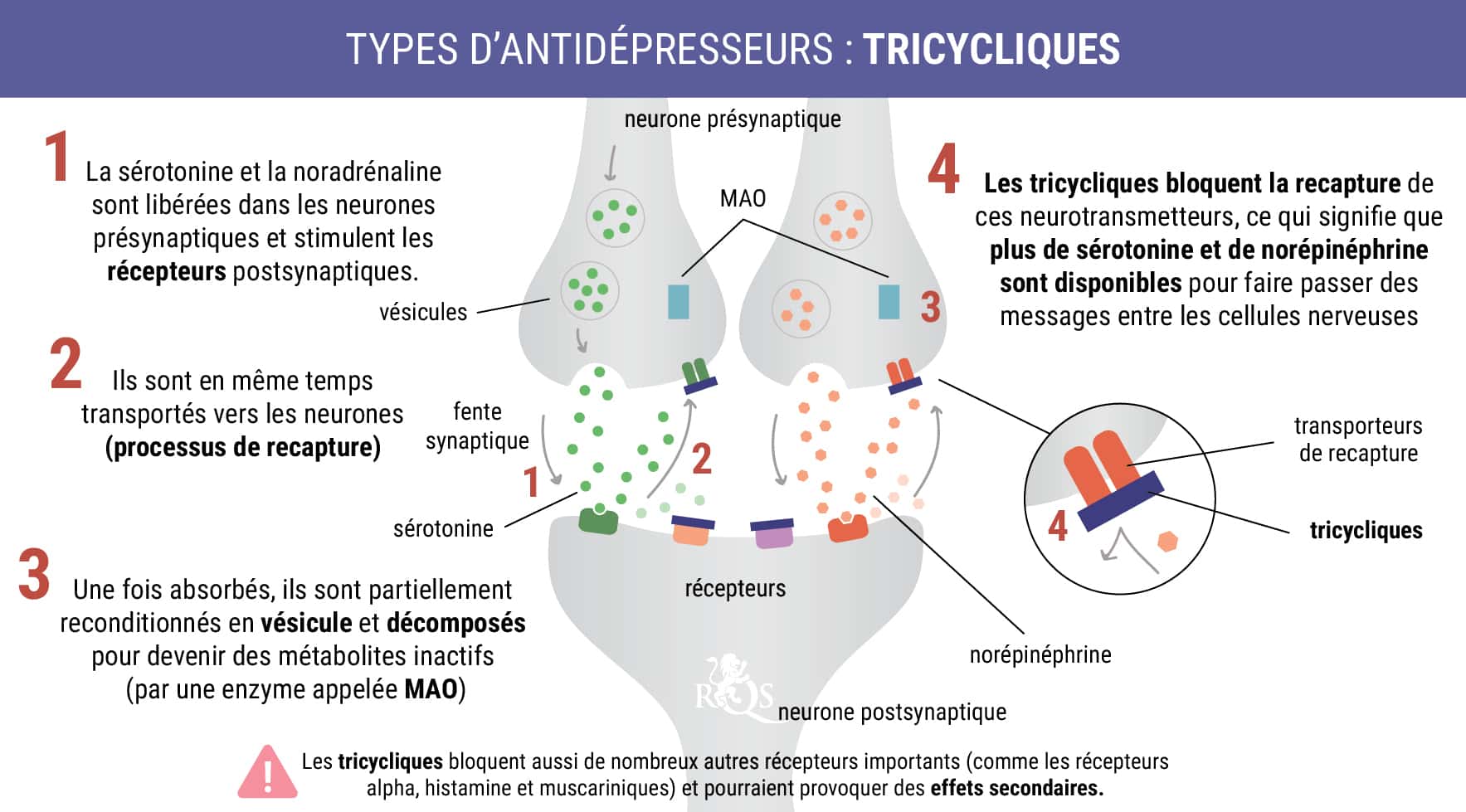 Schéma des antidépresseurs tricycliques : blocage de la recapture des neurotransmetteurs pour augmenter la sérotonine et la noradrénaline, améliorant l’humeur."