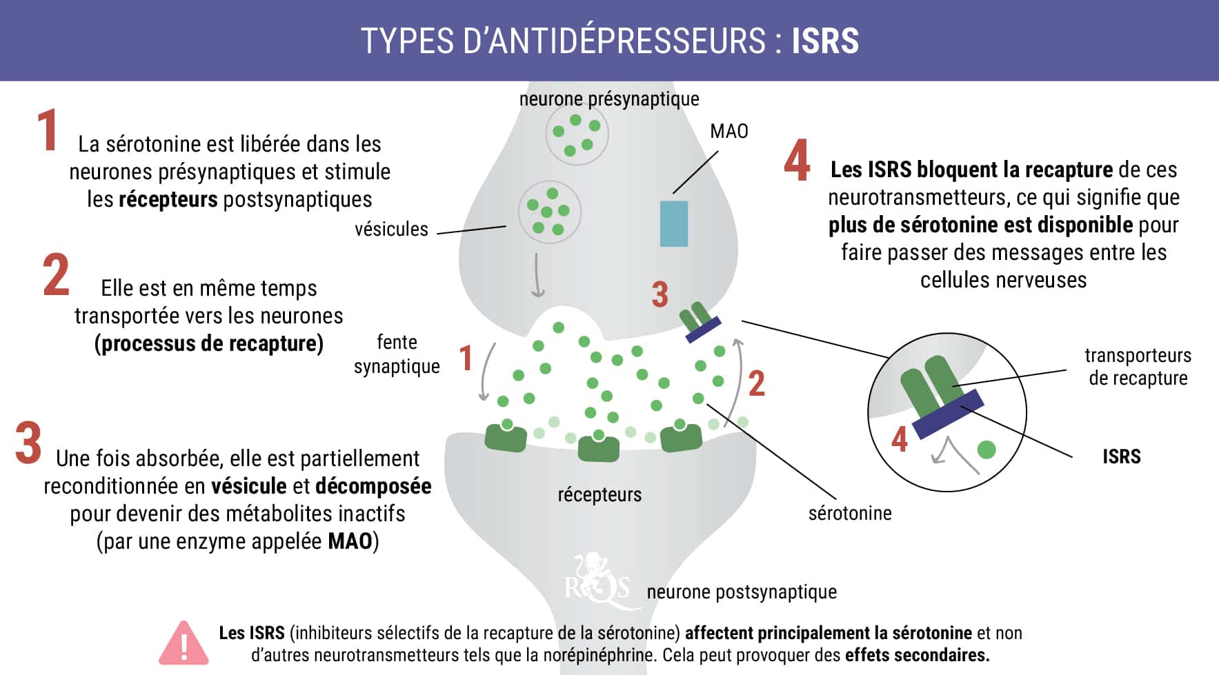 Schéma illustrant le mécanisme d'action des inhibiteurs sélectifs de la recapture de la sérotonine (ISRS) dans le système nerveux, montrant leur effet sur la transmission neuronale.