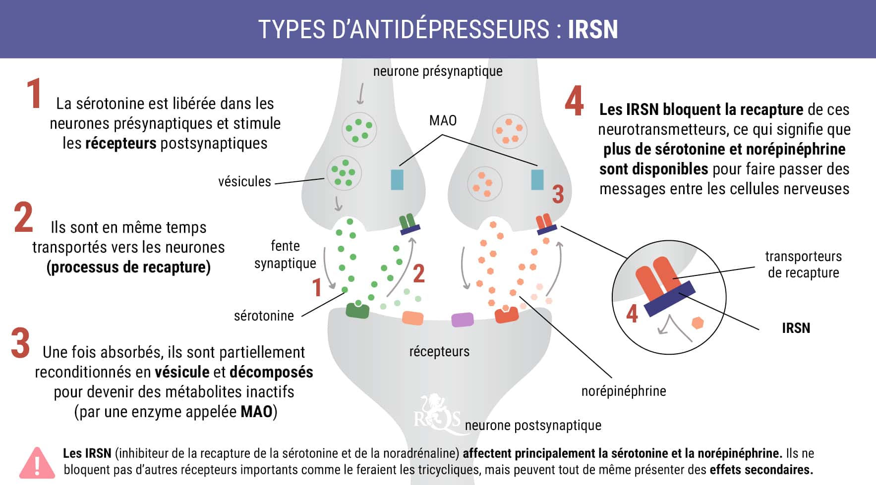 Imagen que ilustra cómo los IRSN (Inhibidores de la Recaptación de Serotonina y Noradrenalina), como Fetzima y Cymbalta, actúan a nivel celular para regular neurotransmisores.