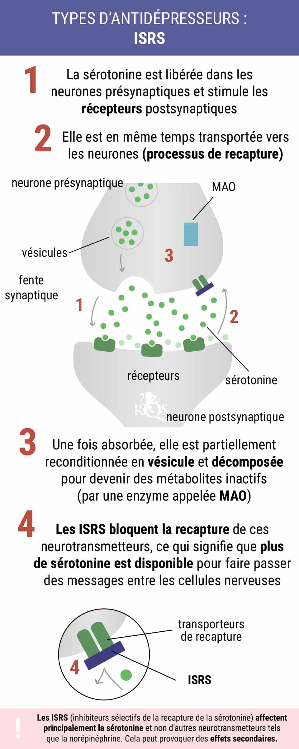 Schéma illustrant le mécanisme d'action des inhibiteurs sélectifs de la recapture de la sérotonine (ISRS) dans le système nerveux, montrant leur effet sur la transmission neuronale.