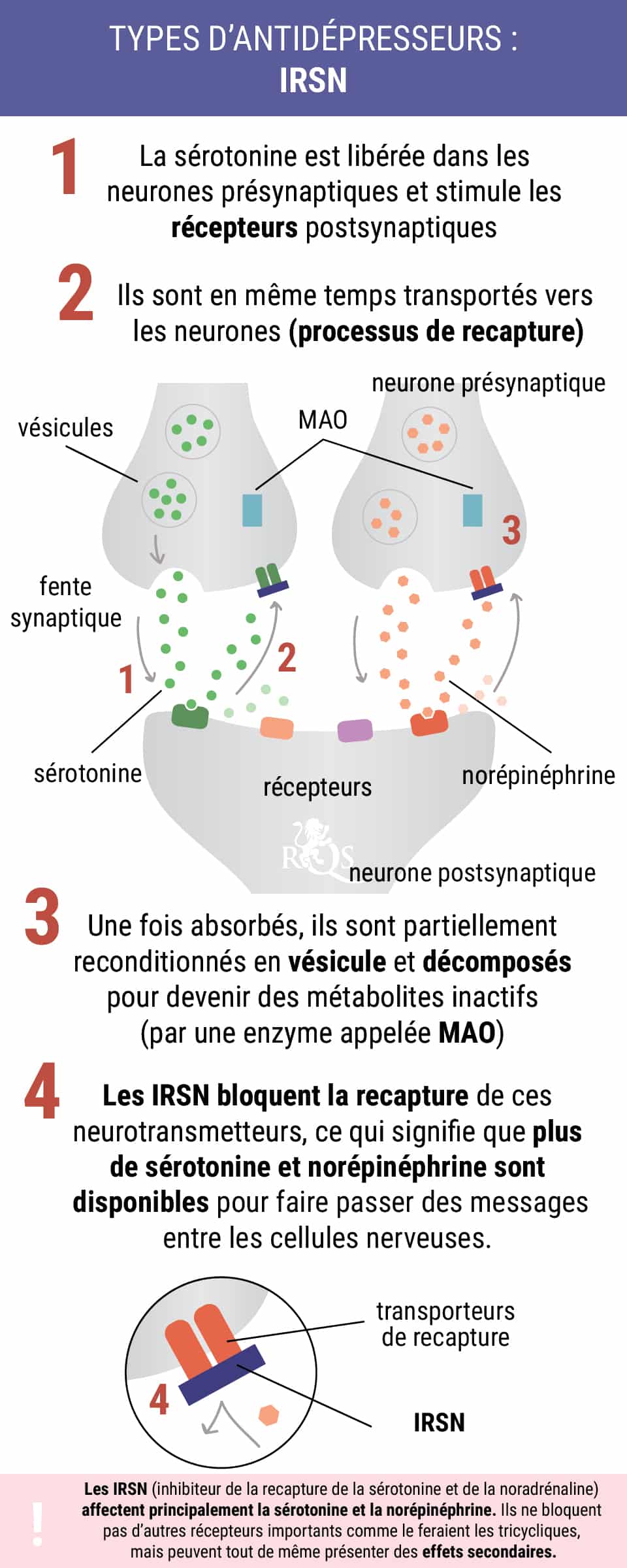 Imagen que ilustra cómo los IRSN (Inhibidores de la Recaptación de Serotonina y Noradrenalina), como Fetzima y Cymbalta, actúan a nivel celular para regular neurotransmisores.