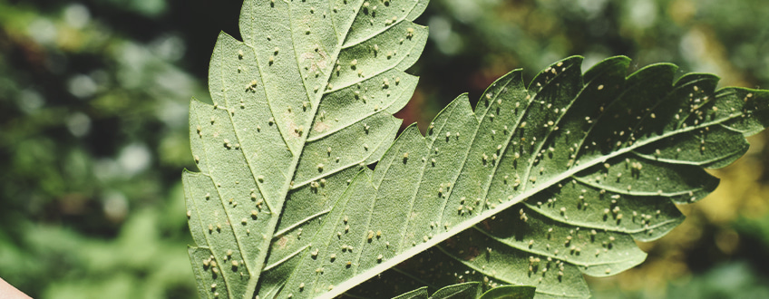 Feuilles de cannabis infestées de pucerons, insectes nuisibles qui endommagent les plantes en se nourrissant de leur sève, causant des dégâts importants aux cultures de cannabis.