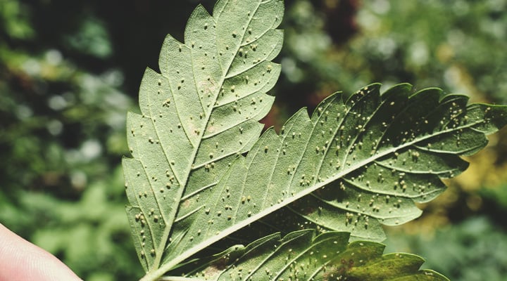 Feuilles de cannabis infestées de pucerons, insectes nuisibles qui endommagent les plantes en se nourrissant de leur sève, causant des dégâts importants aux cultures de cannabis.
